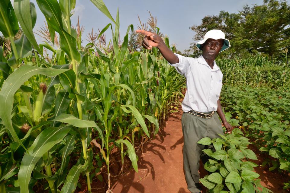 Conservation agriculture meets relay cropping