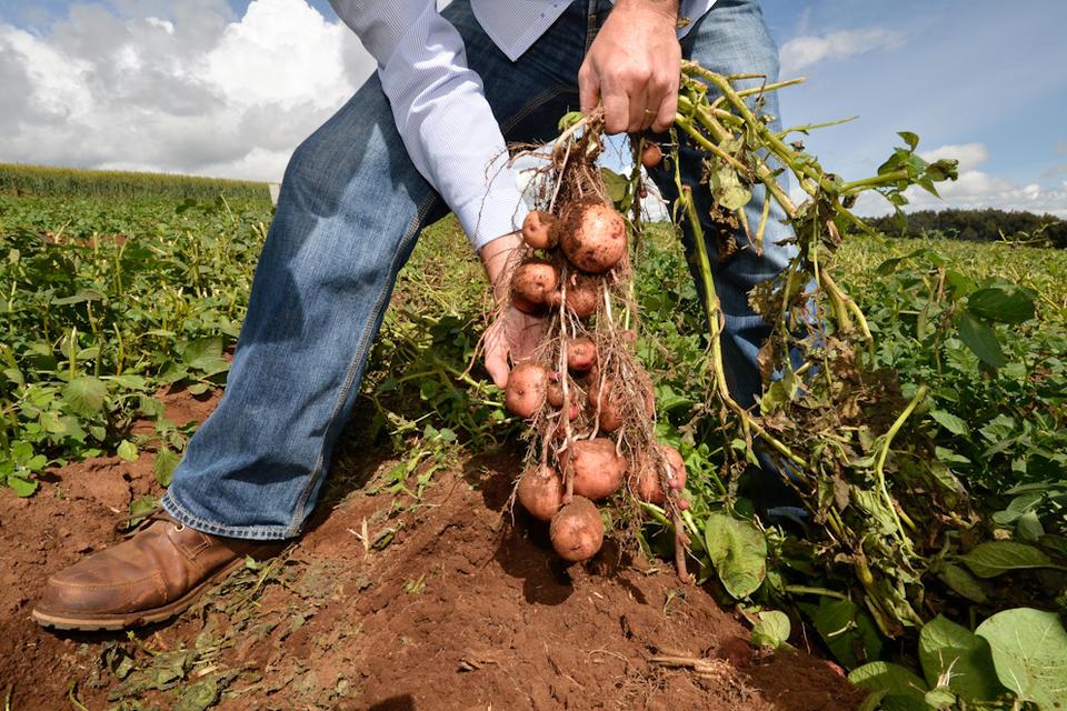 Climate change and rising population put pressure on essential crops in low-income regions