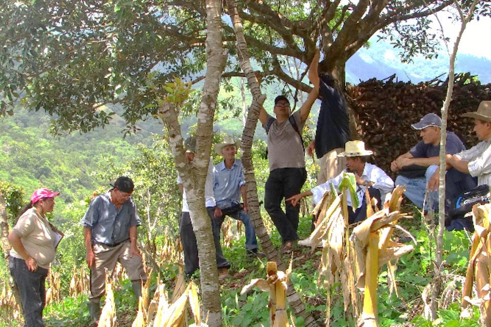El CIAT y socios del proyecto ABES presentan logros tras cuatro a&ntilde;os de trabajo