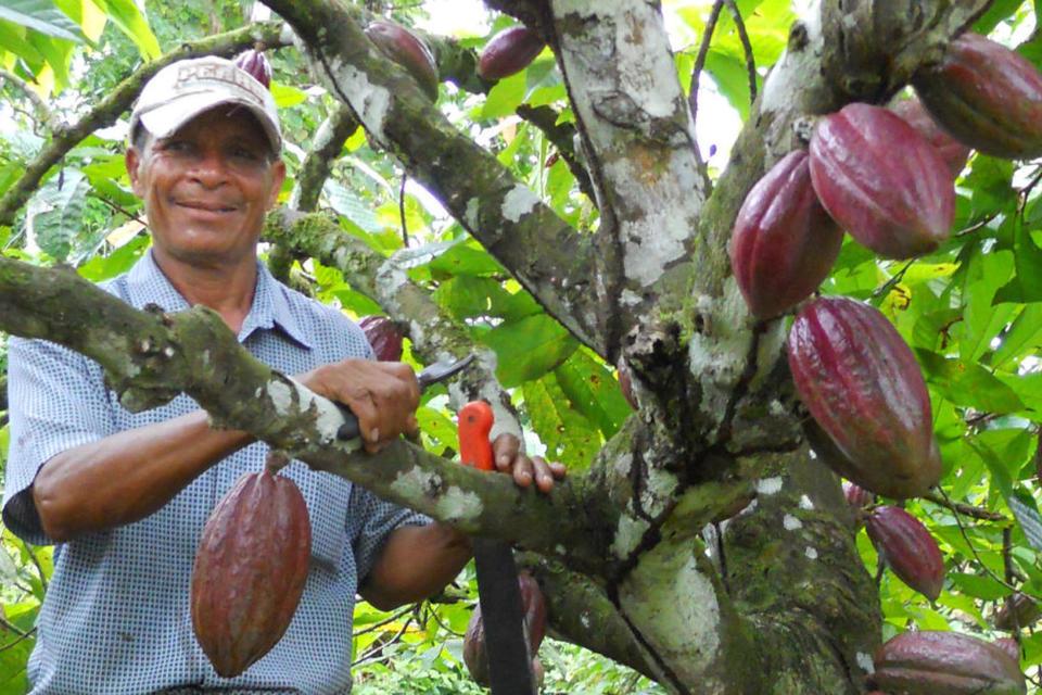 El CIAT se suma a la iniciativa "Cacao para la Paz" en Colombia