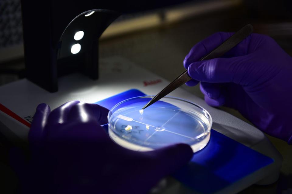 Con paso firme avanza la organizaci&oacute;n de REDBIO 2016