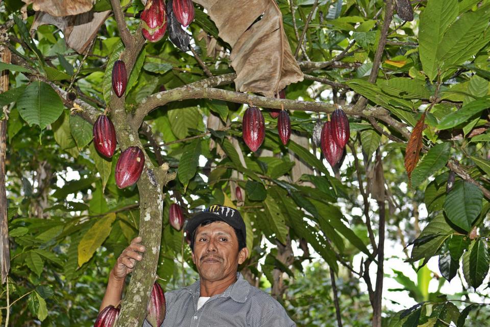 Simple steps to climate-proof farms have big potential upside for tropical farmers