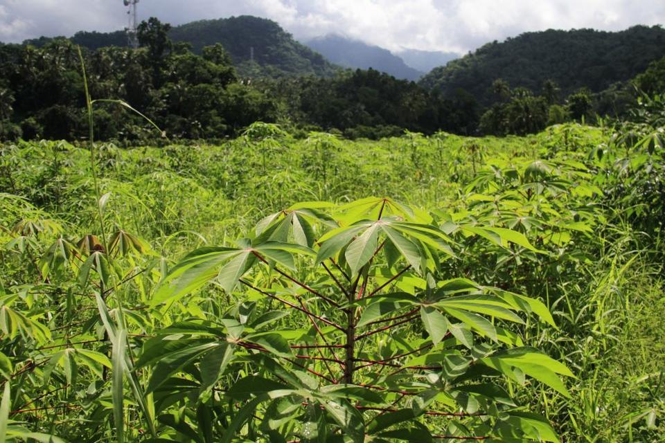 Strength in diversity: How cassava intercropping benefits the crops, the farmer, and the environment