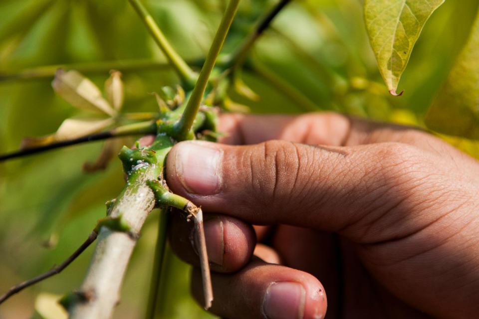 Where in the world is there a cassava virus? This new app can show you.