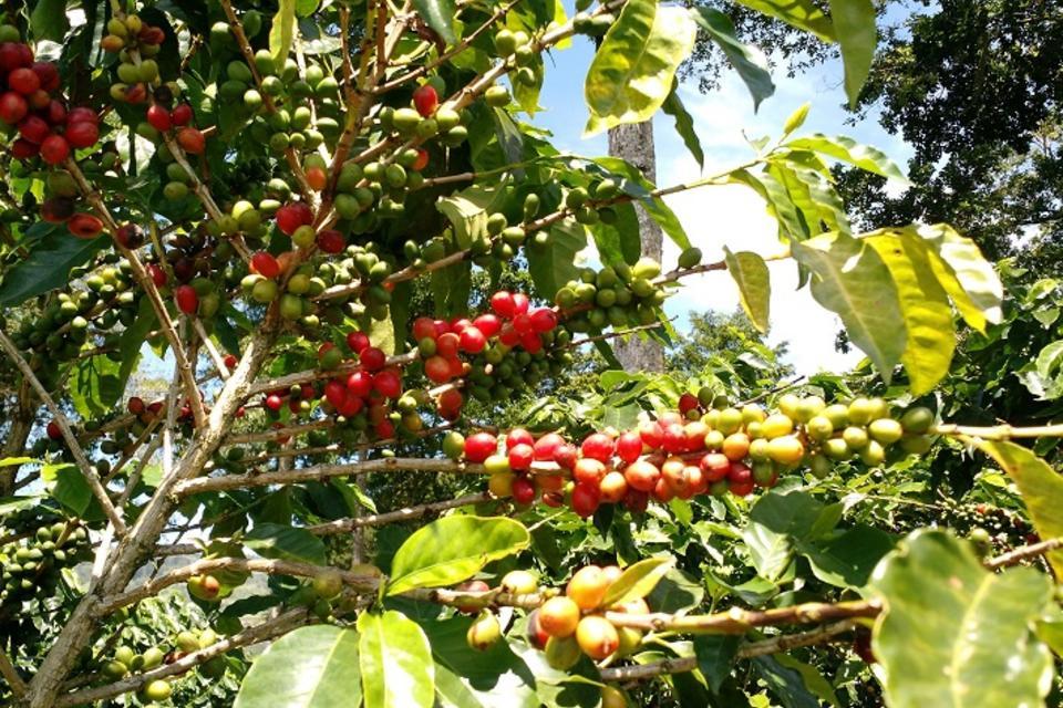 Why climate change means a rethink of coffee and cocoa production systems