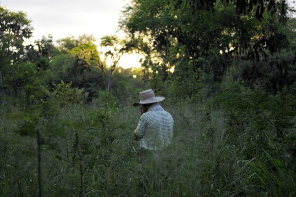 Opinion: Armed conflict was not always &lsquo;good&rsquo; for preventing deforestation in Colombia | Mongabay
