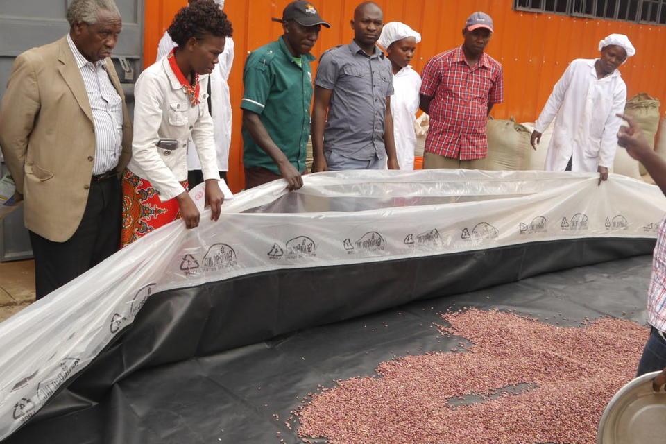 First solar-powered "bubble" driers promise more nutritious bean flour &ndash; and better prices for farmers