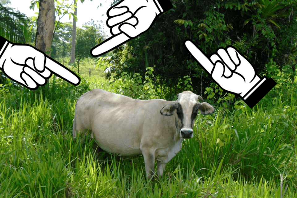 &iexcl;La culpa no es de la vaca!