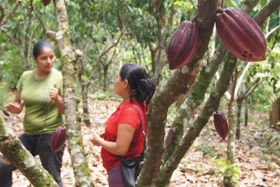 Knowledge and information for development: A new vision for Nicaragua's smallholder cocoa farms