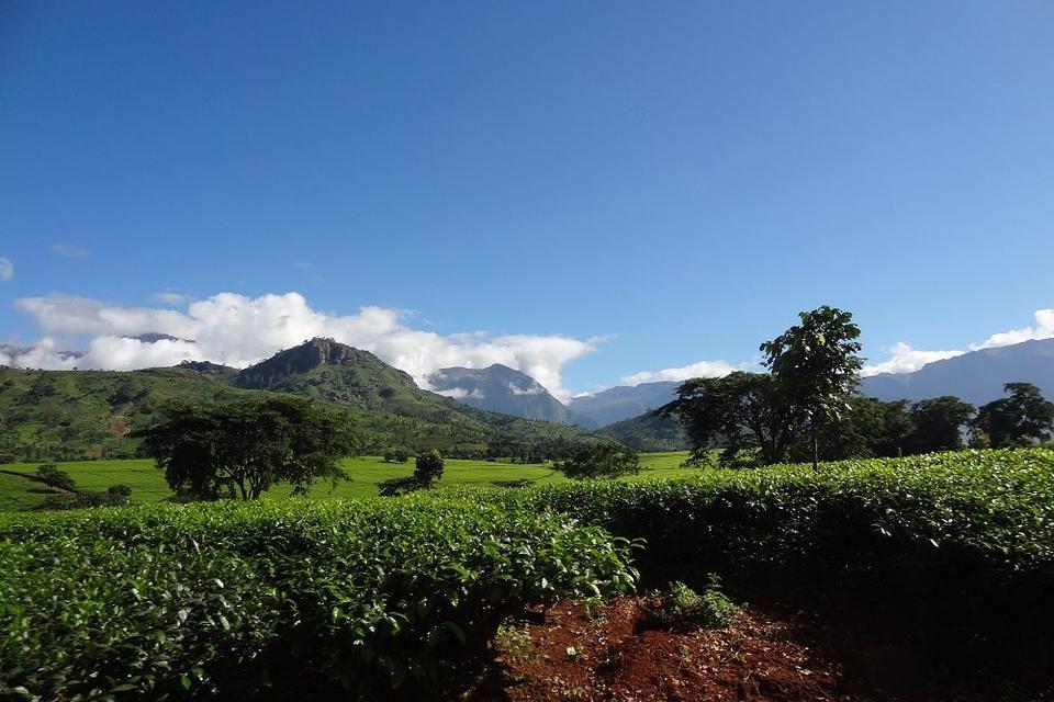 Impact of Climate Change on Tea Production in Malawi – Review of a Workshop