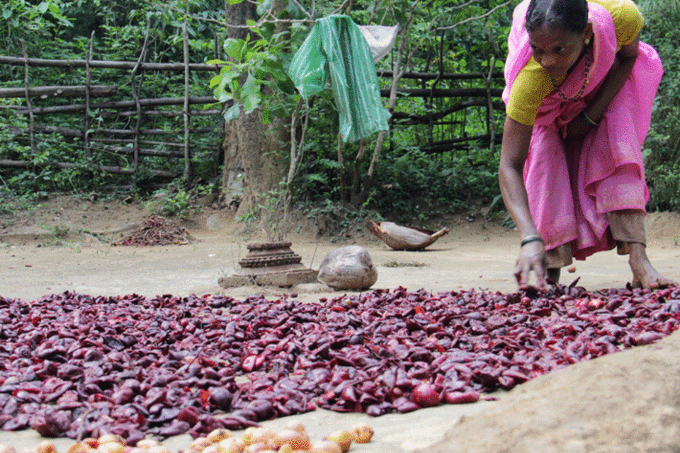 Sustainably managing non-timber products to improve livelihoods, equity and forests