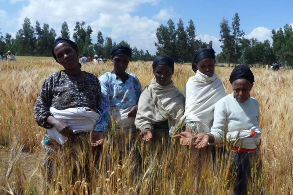 Harnessing traditional knowledge to wheat breeding in Ethiopia