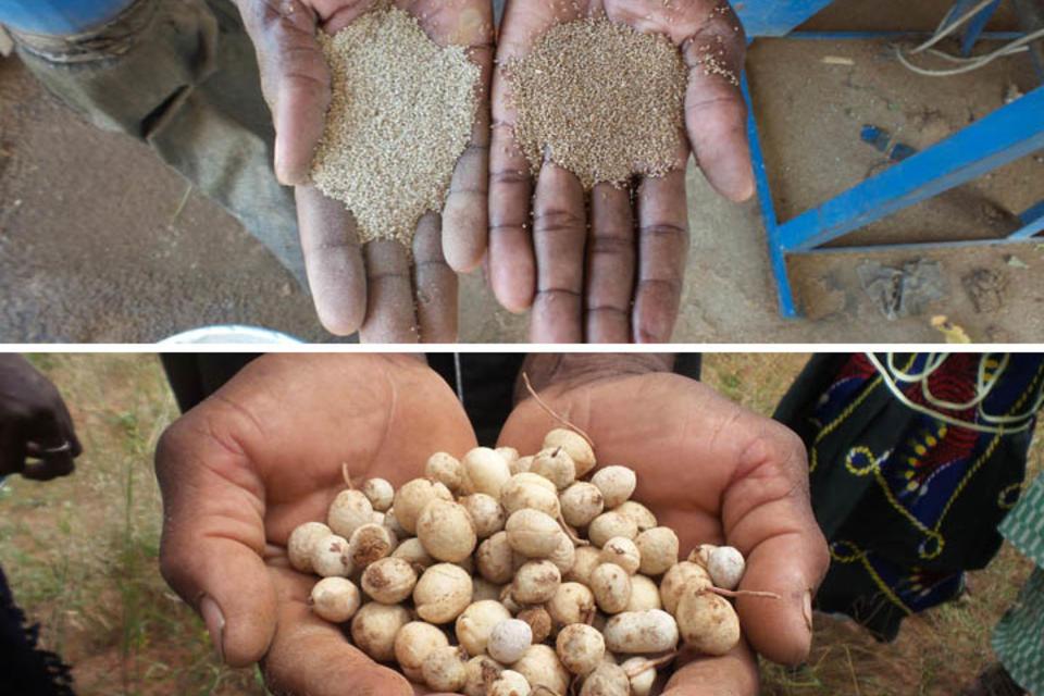 Shaking up markets and narratives for increased consumption of nutritious fonio and Bambara groundnut