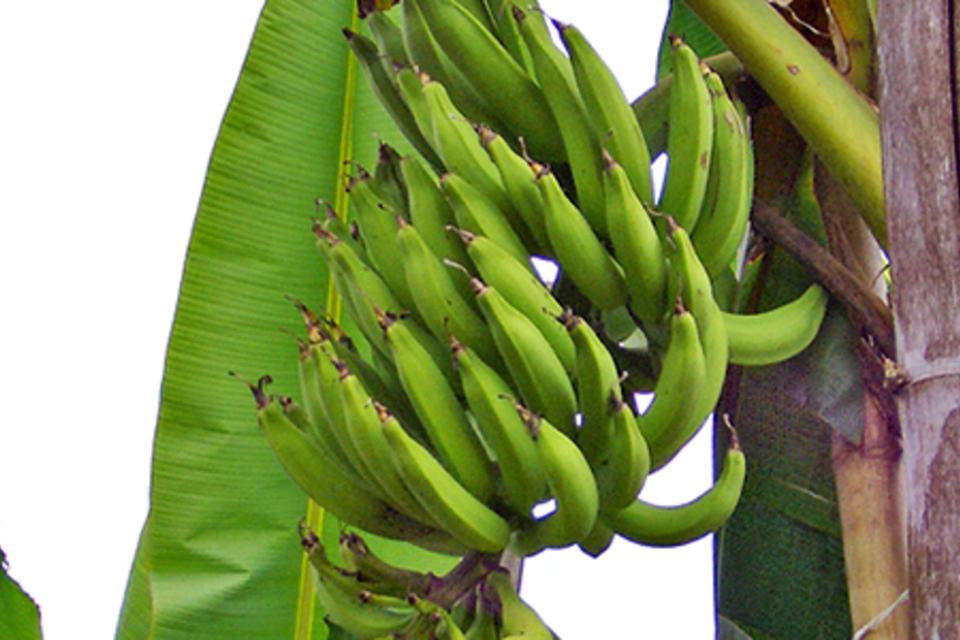 The Democratic Republic of Congo home to one of the highest diversity of plantains in Africa
