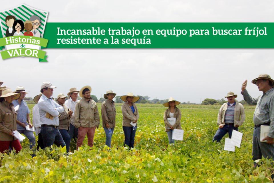Incansable trabajo en equipo para buscar fr&iacute;jol resistente a la sequ&iacute;a