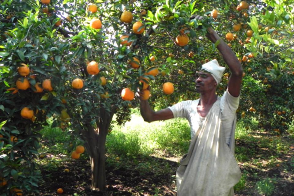 Fighting disease and still delicious – a citrus story from India