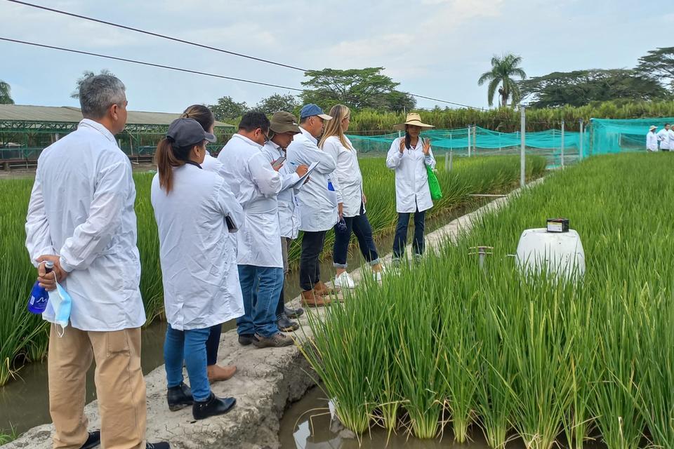 Encabezado. Investigadores nacionales visitan lotes experimentales de arroz.