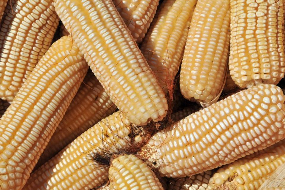 La inteligencia artificial y los conocimientos de los agricultores ayudan a incrementar los rendimientos del maíz