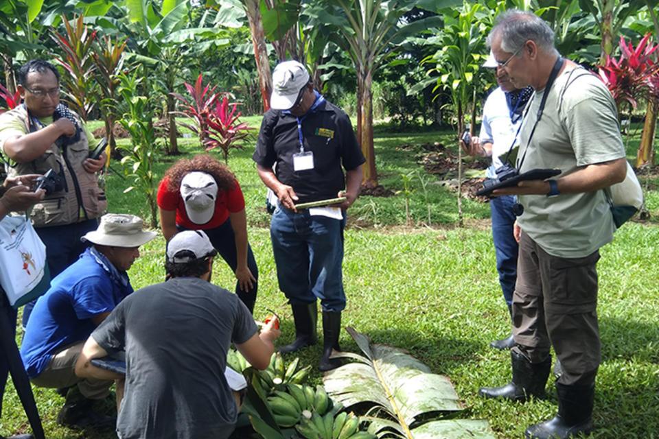 Sharing best practices for banana germplasm conservation and exchange