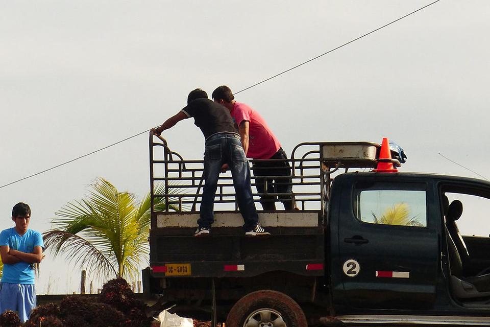La compleja relaci&oacute;n entre deforestaci&oacute;n y diversidad de la dieta en la Amazonia