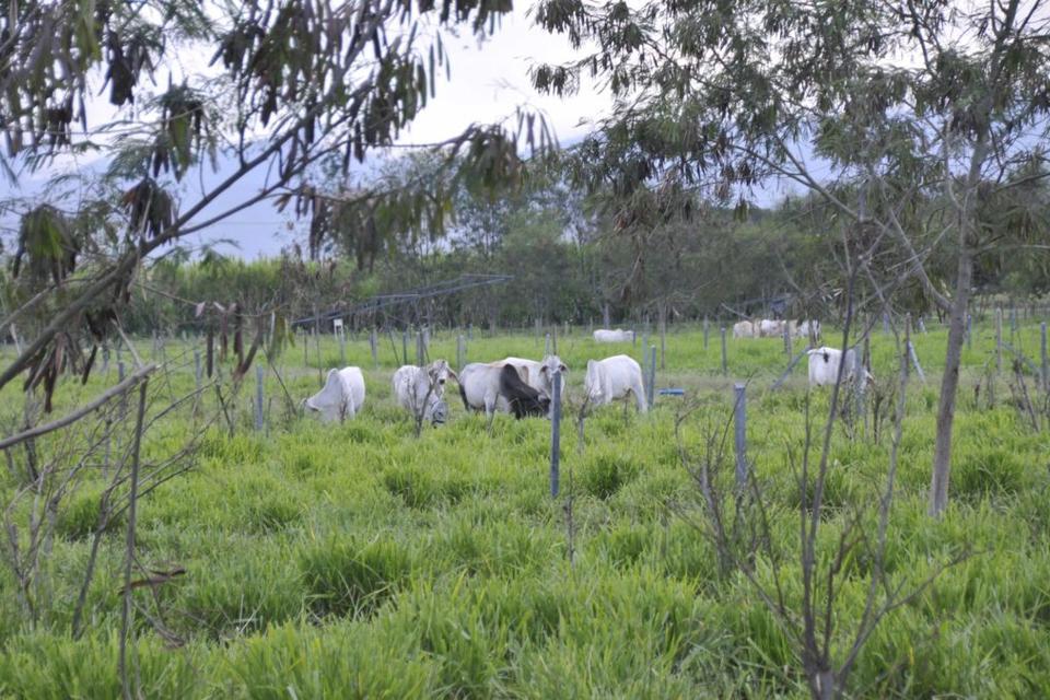 Using genome diversity for the environment, livelihoods and tropical grasslands