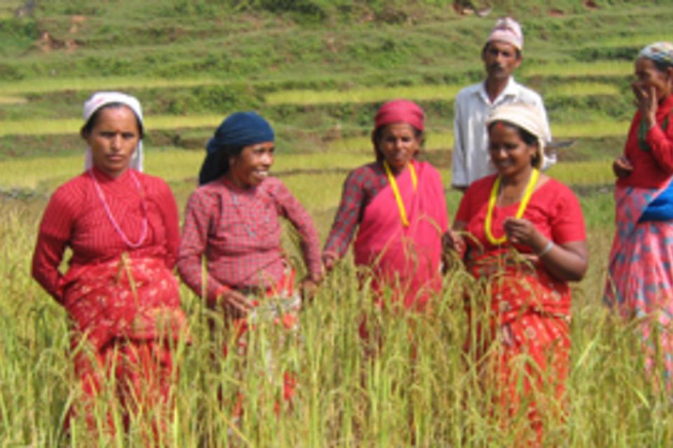 New paper on rice seed networks in Nepal