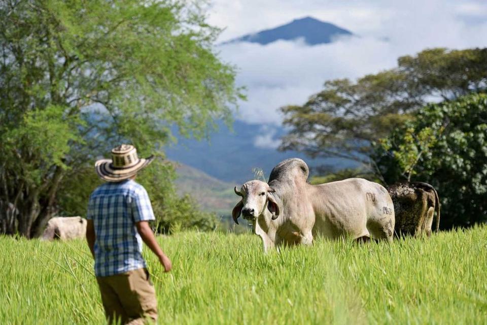 What's your beef? Why it might be time to give livestock a break