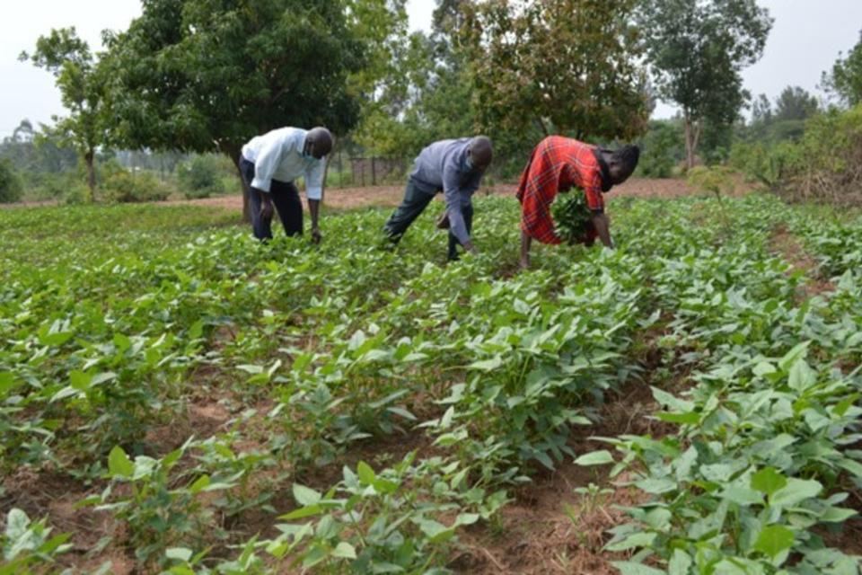Members of Okuleu Nutrition self-help group plucking cowpeas from their project vegetable farm
