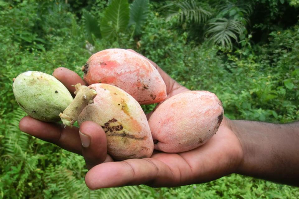 Authors of a new paper promote the nutritional value of forest foods in Cameroon