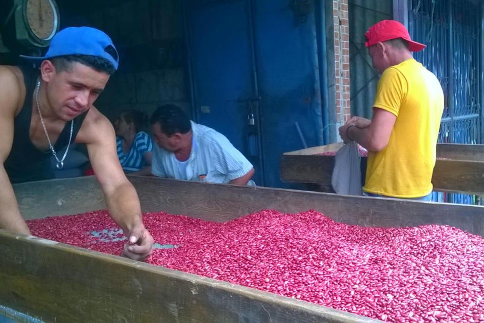 Frijol alto en hierro para enfrentar el hambre oculta en Centroam&eacute;rica