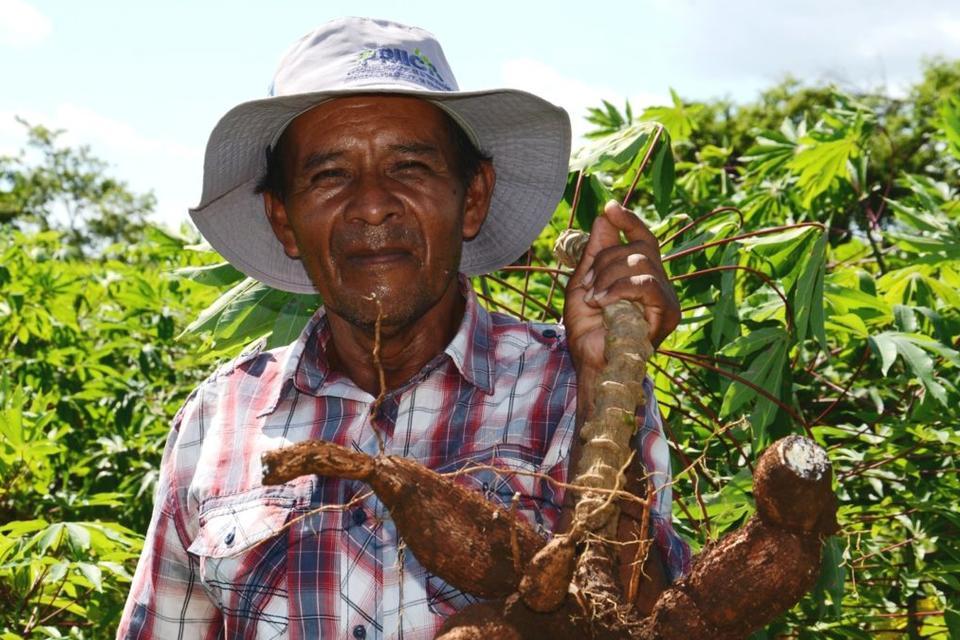 La yuca, una alternativa econ&oacute;mica y de seguridad alimentaria que echa ra&iacute;ces en Centroam&eacute;rica