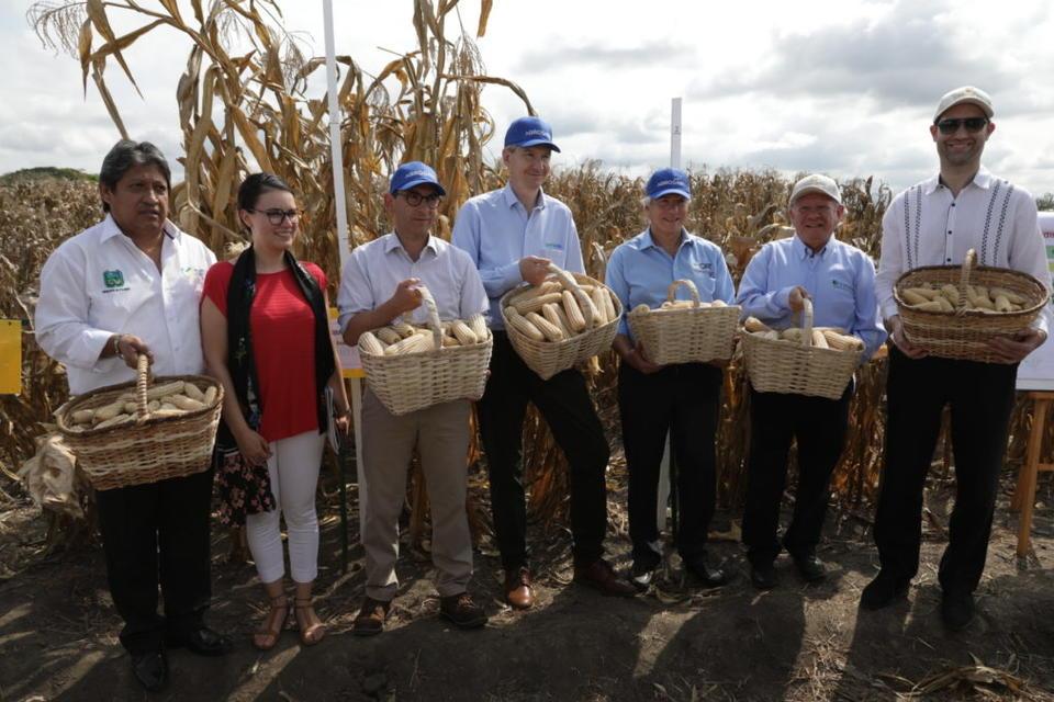 Apertura del convenio de cooperación entre CIMMYT y AGROSAVIA para la reactivación del programa de maíz en Colombia