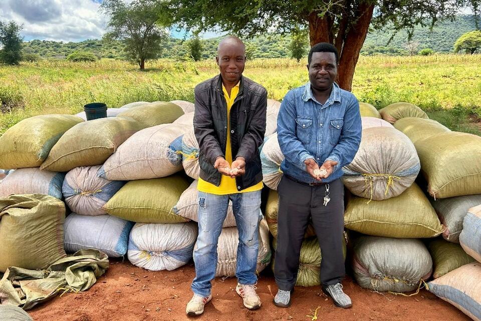 Accelerating variety turnover for sorghum and groundnuts in Tanzania - The BESTO Enterprises story