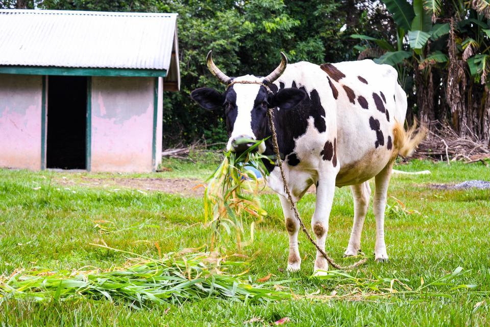 Adaptation mechanisms for Derisking access to finance for Dairy Farmers - Alliance Bioversity International - CIAT