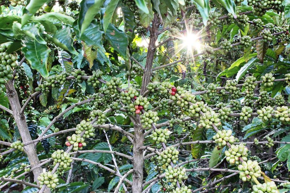 Adopting Regenerative Coffee Agriculture to boost Smallholder Incomes and Resilience in Kenya and Uganda   - Alliance Bioversity International - CIAT