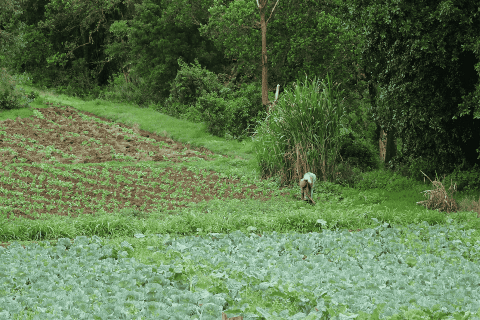 Agrobiodiversity as roots of resilience - Photo with a story contest
