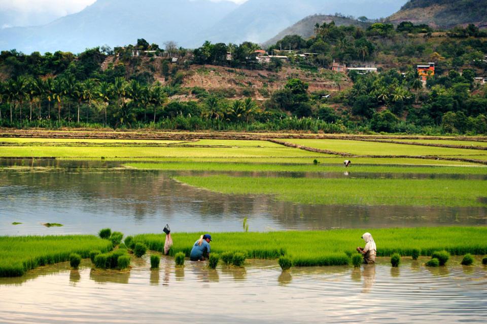 Socios de AgroLAC 2025 se reunir&aacute;n en Colombia para discutir el desarrollo agr&iacute;cola sostenible