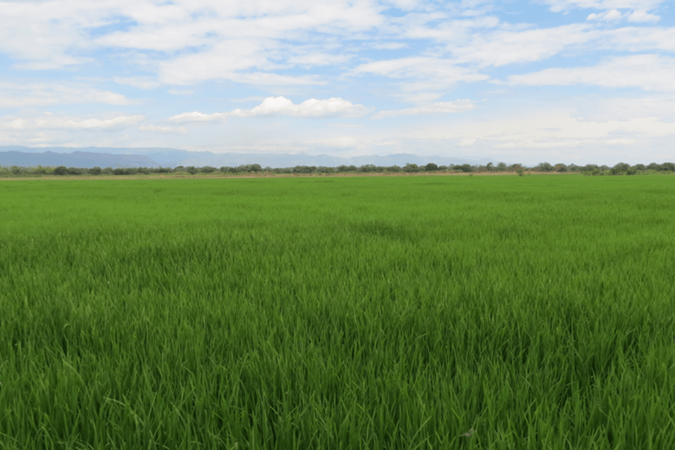 Más herramientas para que arroceros colombianos enfrenten desafíos climáticos de 2030