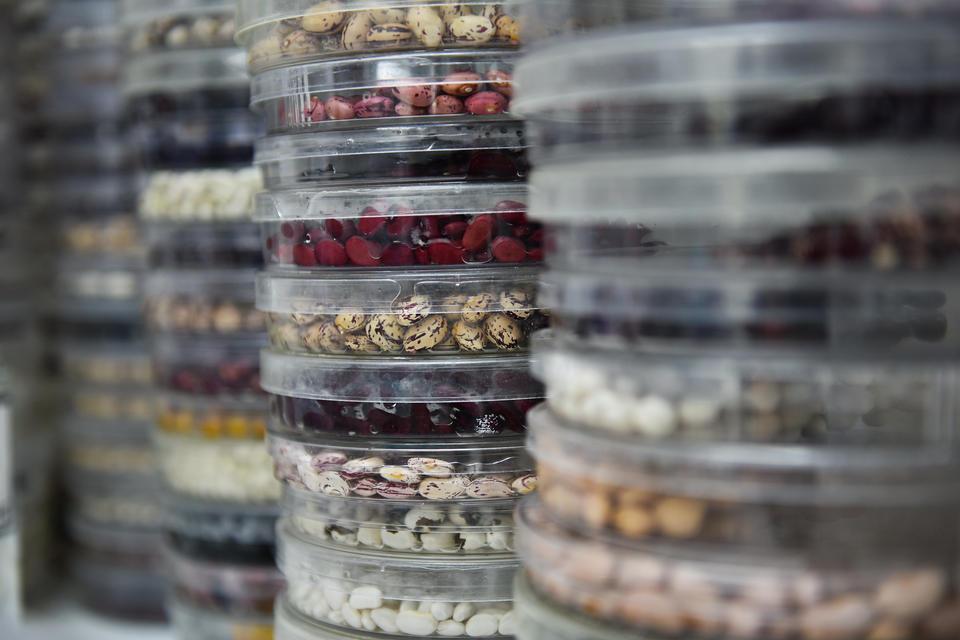 Genebanks - Alliance Bioversity International - CIAT