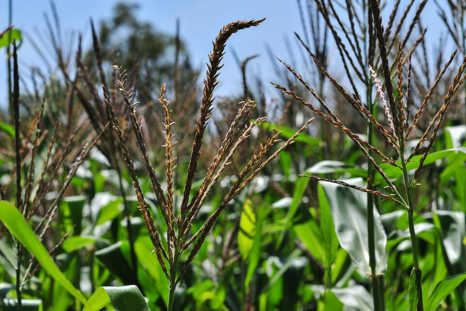 Benin - Alliance Bioversity International - CIAT