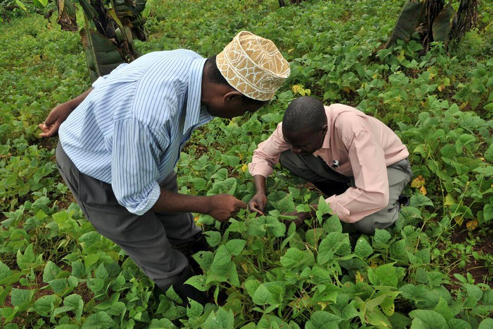 Beyond Beans -  How 30 years of PABRA experience could inform scaling across agriculture