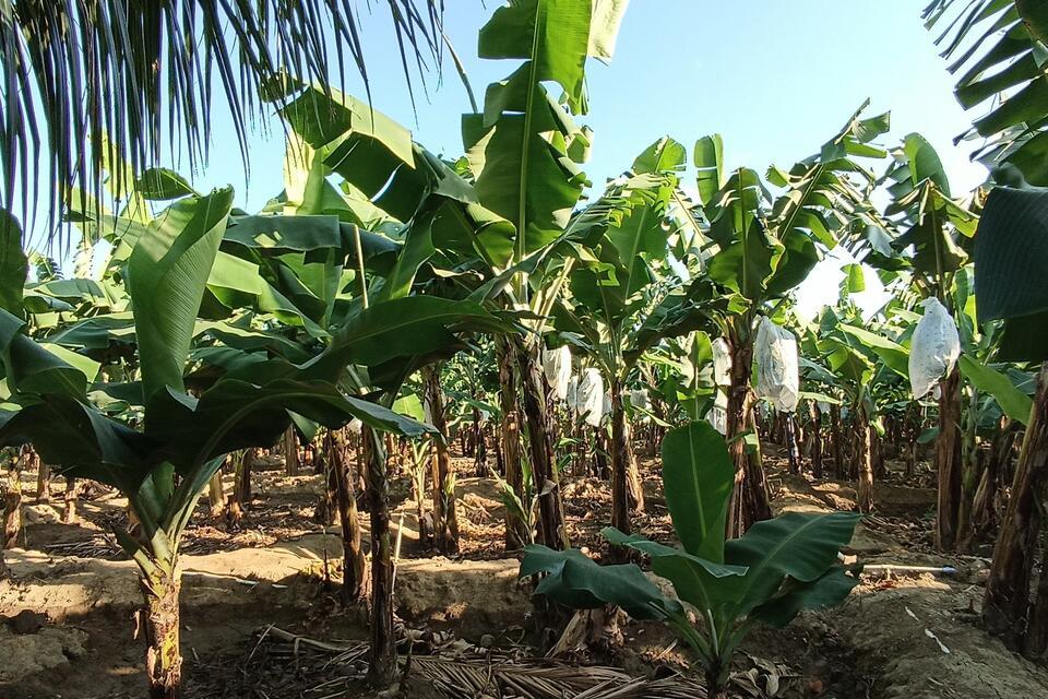 BioFinCas - Alliance Bioversity International - CIAT
