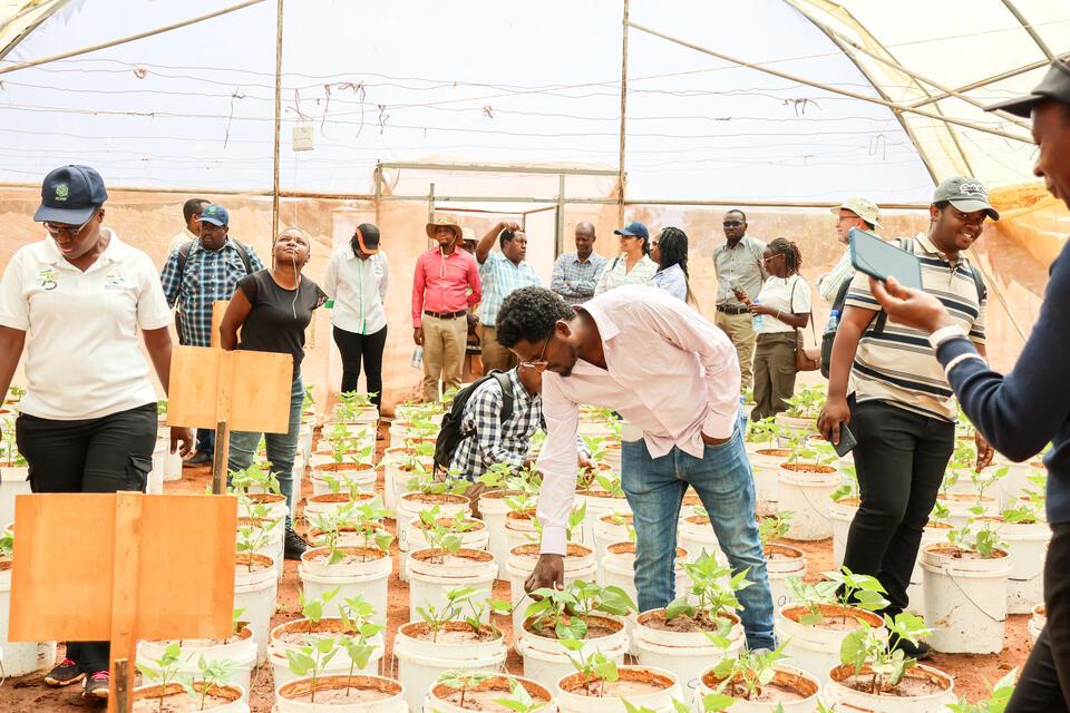 Breeding a better bean starts with knowing what people want