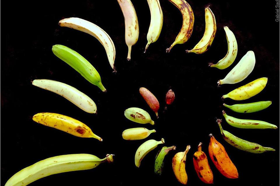 Bringing Diverse Bananas to Market - Alliance Bioversity International - CIAT