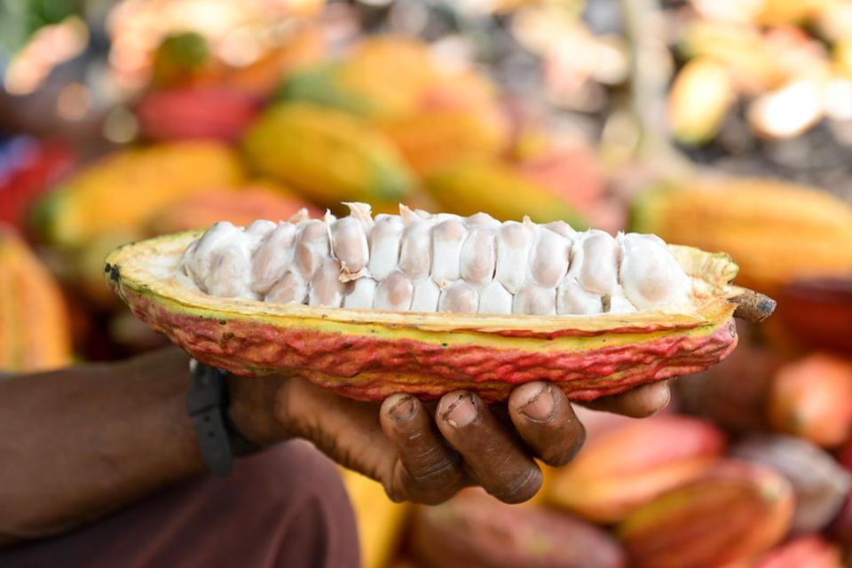 The Genetic Diversity of Cacao and Its… fpls-08-01994-g001.jpg