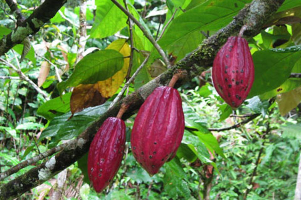 Cacao diversity: for smallholders, economies and gourmands
