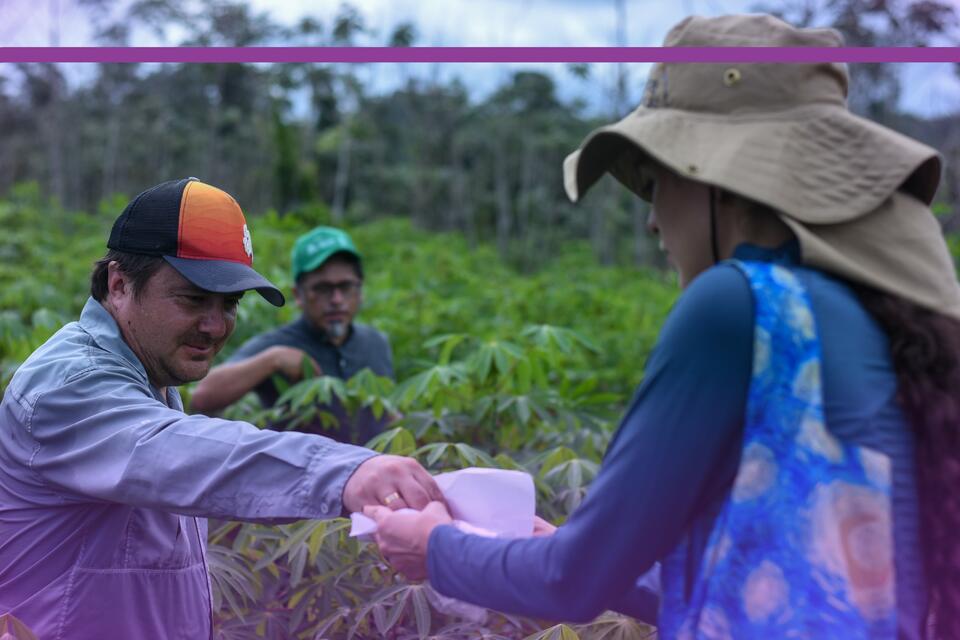 Cassava Witches&rsquo; Broom Disease - Annual Report 2025 - Alliance Bioversity International and  CIAT