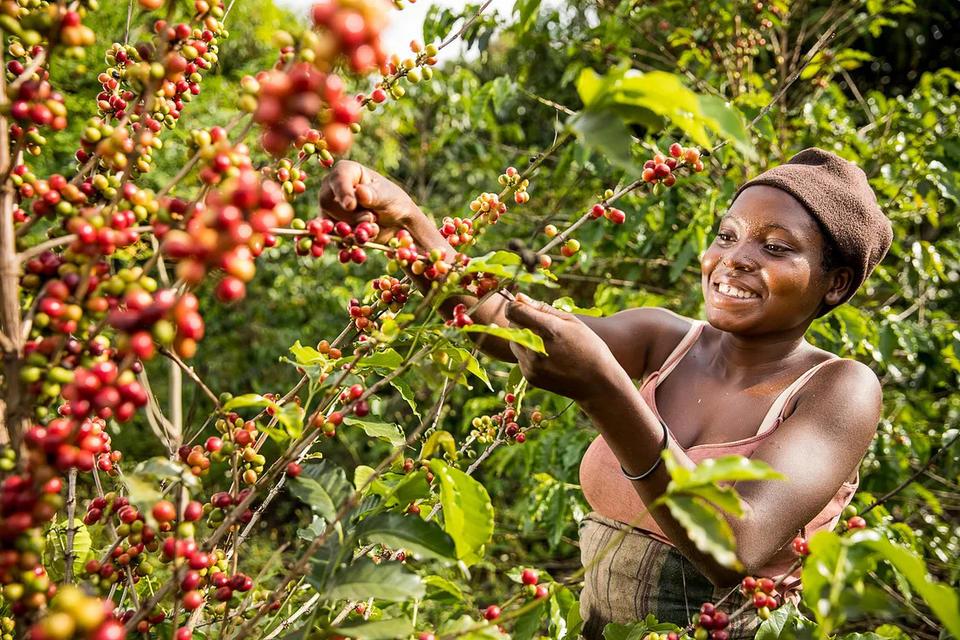 Christian Bunn Machine vision — technofix or smallholder solution for deforestation-free coffee - Alliance Bioversity International - CIAT