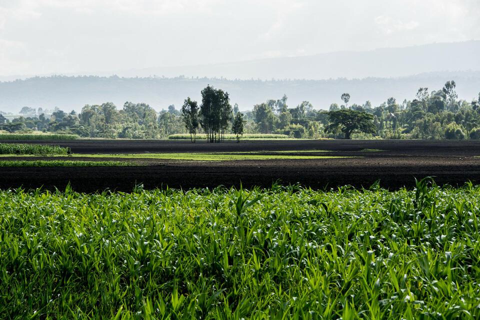 Climate risk to opportunity in East Africa - Scaling food system investment for nature and social impact - Alliance Bioversity International and CIAT