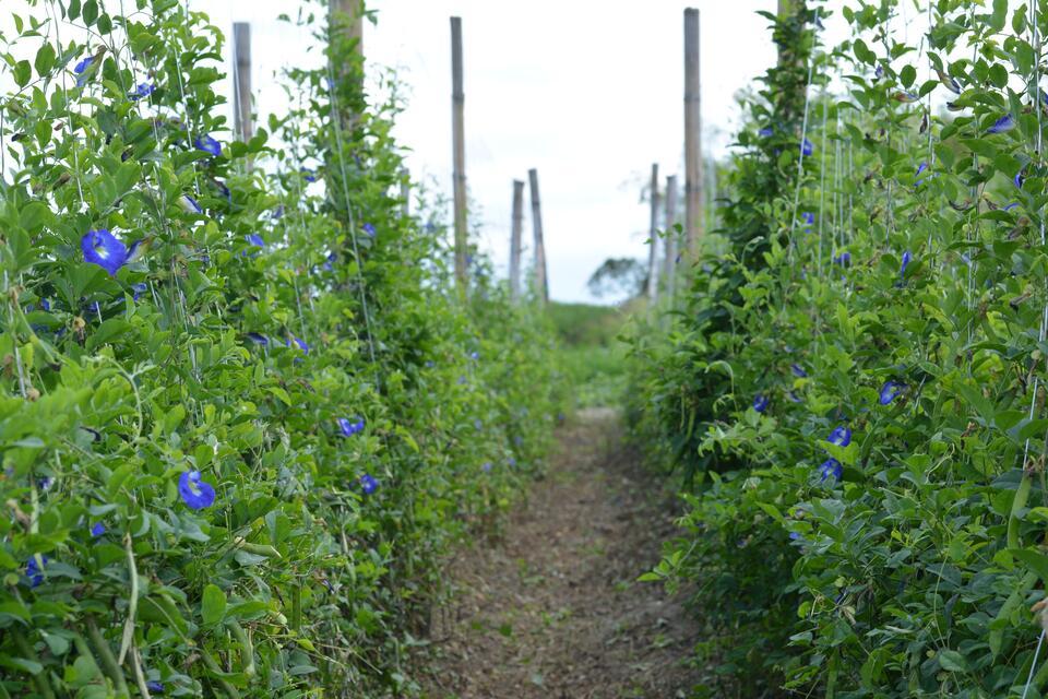 Clitoria ternatea plant with vibrant blue flowers growing in the field